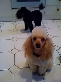 'Tippy & Ollie' Show off their grooming